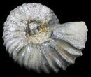 Acanthohoplites Ammonite Fossil - Caucasus, Russia #30078-1